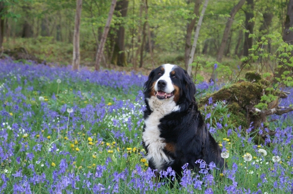 Forest wood meadow flower Photo