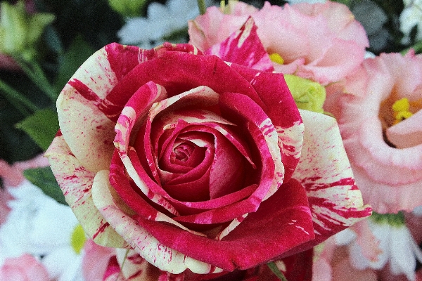 Blossom plant flower petal Photo