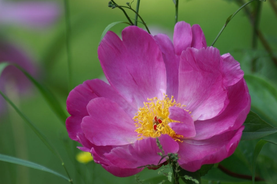 Natur blüte anlage blume