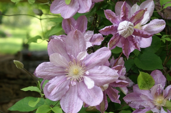 Foto Natureza florescer plantar flor