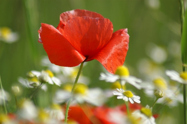 Nature blossom plant field Photo