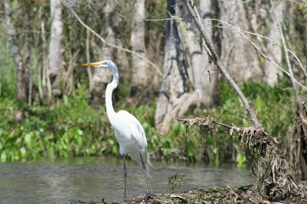 Water nature marsh swamp Photo