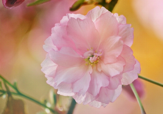 Nature branch blossom plant Photo