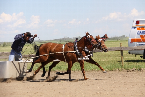 Vehicle horse stallion sports Photo