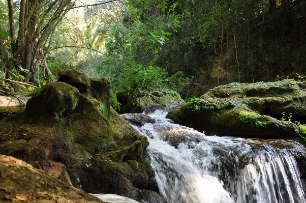 Landscape water nature forest Photo