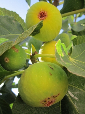 Apple branch plant fruit Photo