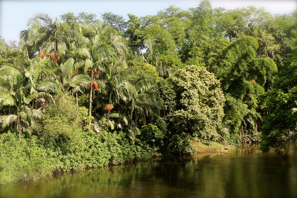 Paysage arbre eau nature