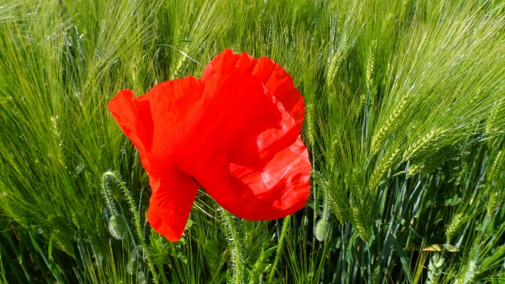 Nature grass blossom plant Photo