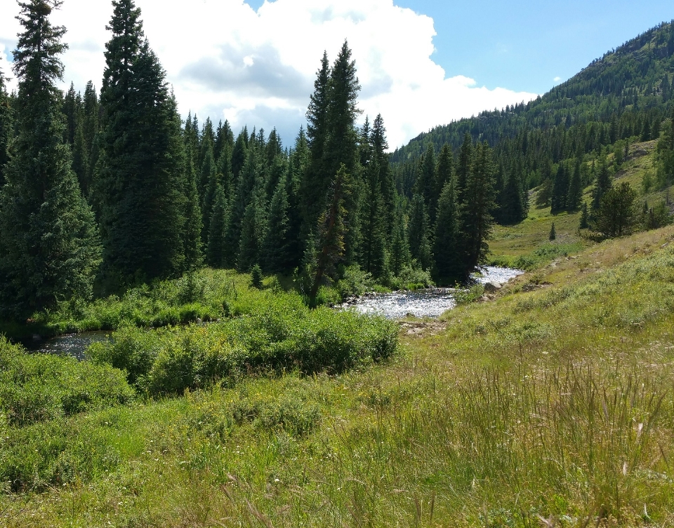 Paesaggio albero foresta all'aperto