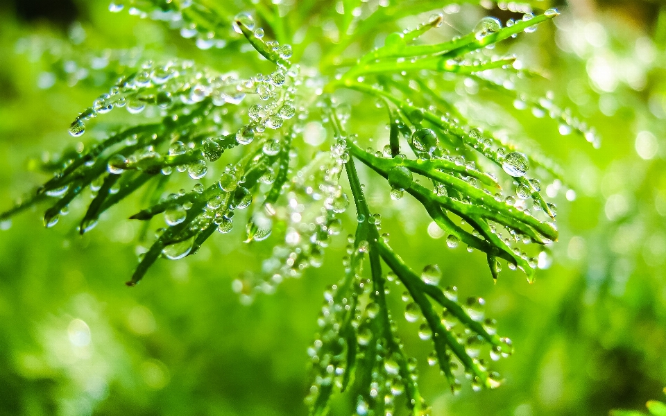 Tree water nature forest