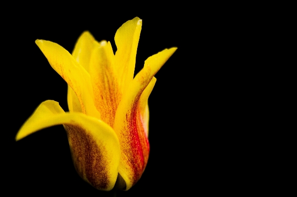 Blossom plant photography leaf Photo