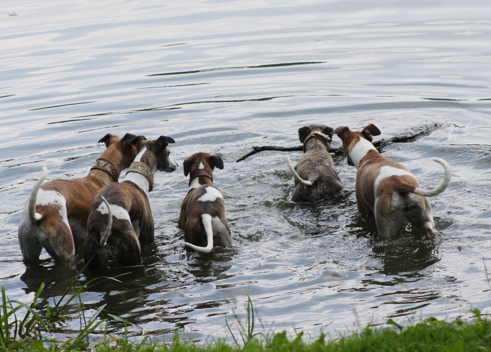 Nature lac chien faune