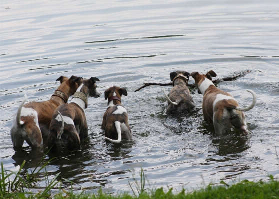 Nature lake dog wildlife Photo