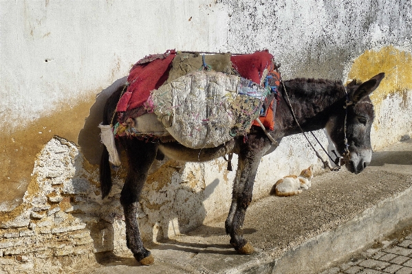 Camel holiday mammal donkey Photo