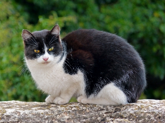 Foto Rock bianco e nero
 gattino gatto