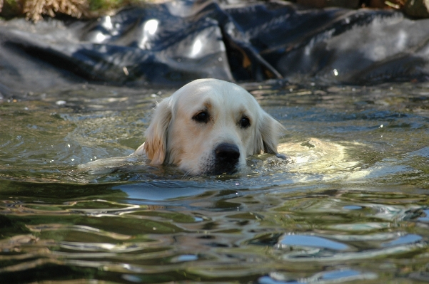 Puppy dog pond mammal Photo