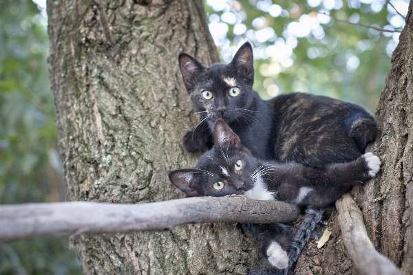 野生动物 小猫 猫 哺乳动物 照片