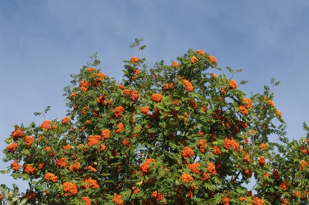 Foto árbol planta hoja flor