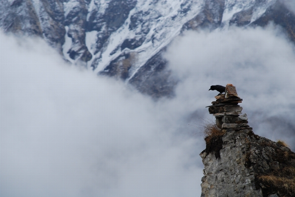 Mountain snow winter bird Photo