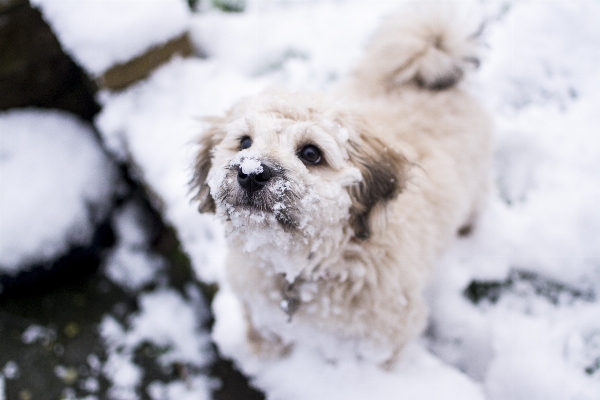 Outdoor snow cold winter Photo