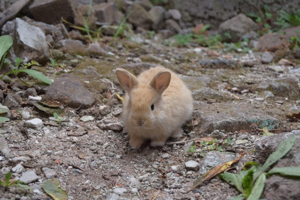 Foto Natureza animais selvagens mamífero bebê