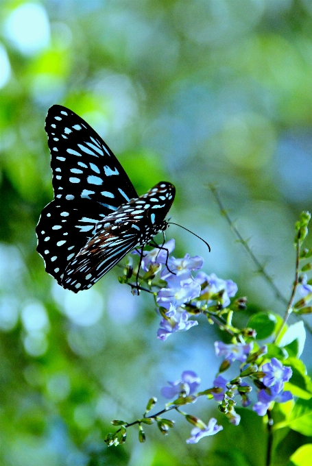 Natureza florescer asa luz