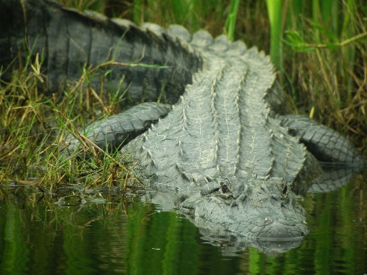 Water nature swamp looking Photo