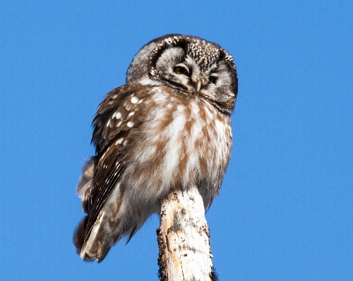 自然 鳥 羽 見ている 写真