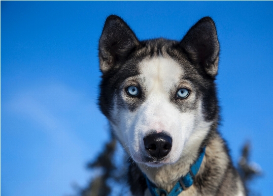 Foto Bekerja anjing satwa anjing
