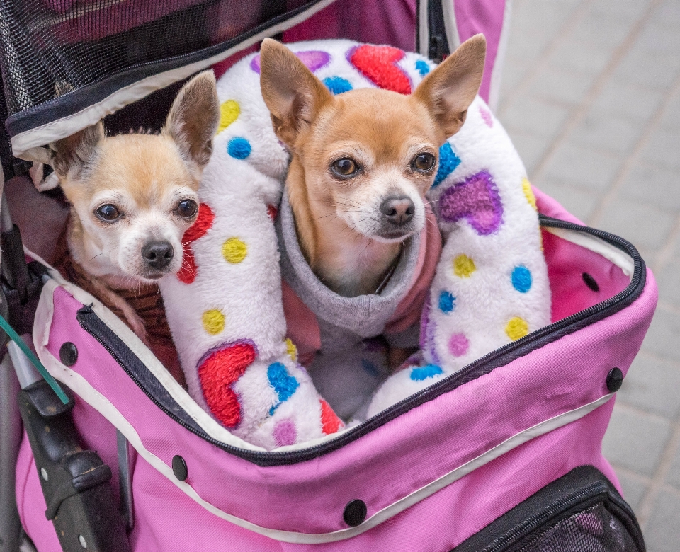 犬 動物 かわいい 犬歯
