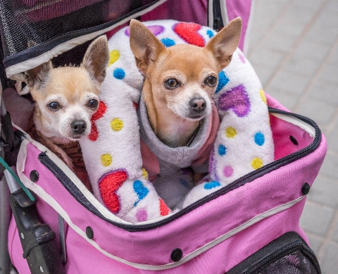 犬 動物 かわいい 犬歯
 写真