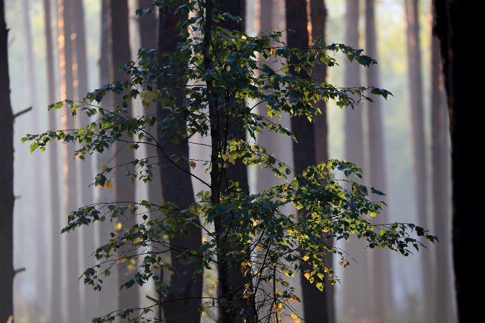 Paesaggio albero natura foresta