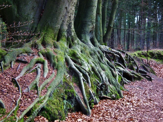 Tree nature forest plant Photo