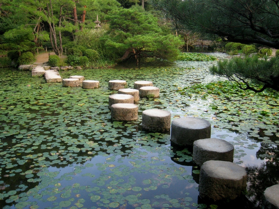 Landscape nature flower lake