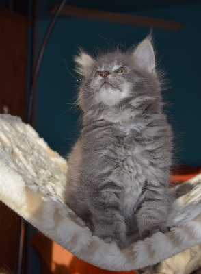 Fluffy kitten cat mammal Photo