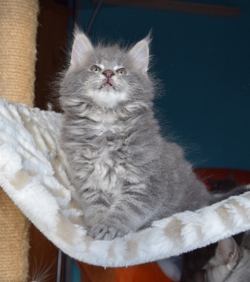 Fluffy kitten cat mammal Photo