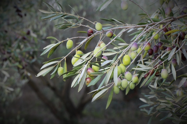 Tree nature branch plant Photo