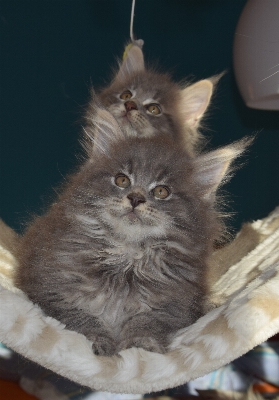 Flauschige kätzchen katze säugetier Foto