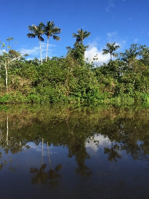 Landscape tree water nature Photo