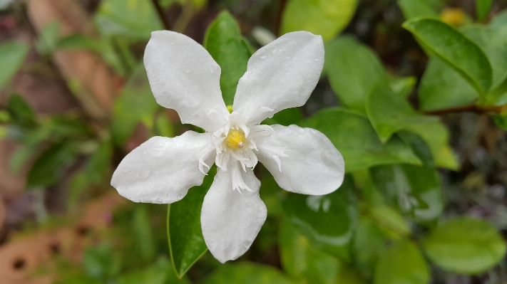 Nature blossom open plant Photo