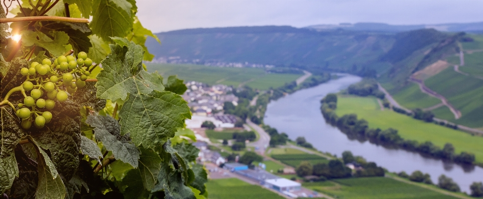 Vineyard wine flower river Photo