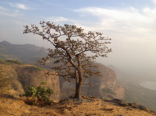 Landscape tree nature forest Photo