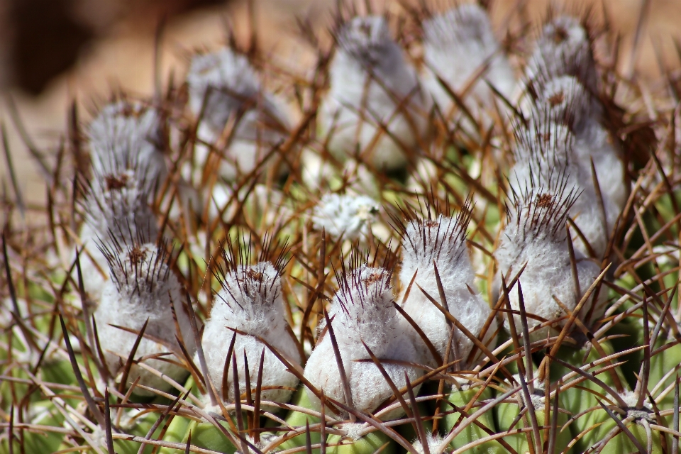 Nature grass branch cactus