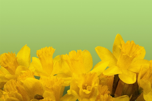 Blossom plant flower petal Photo