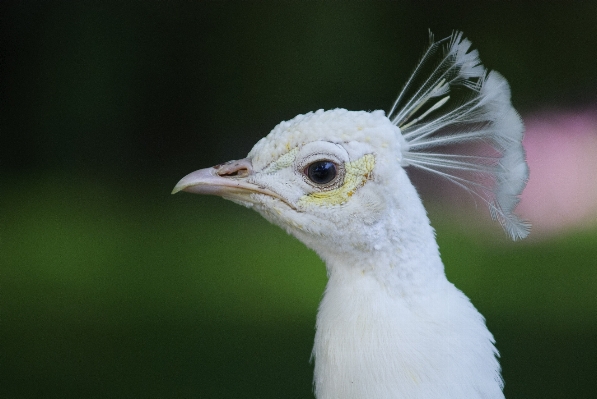 Doğa kuş kanat yaban hayatı Fotoğraf