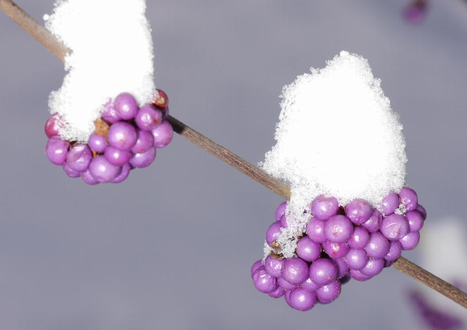 Zweig blüte anlage frucht