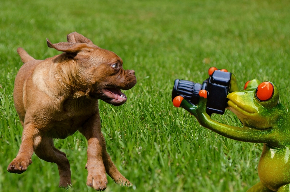 Fotograf welpe hund säugetier