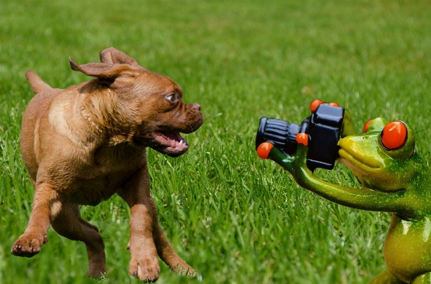 Photographer puppy dog mammal Photo