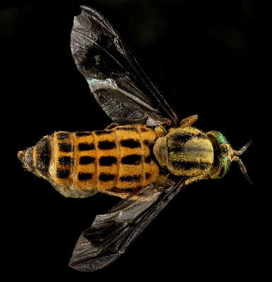 Nature wing fly wildlife Photo