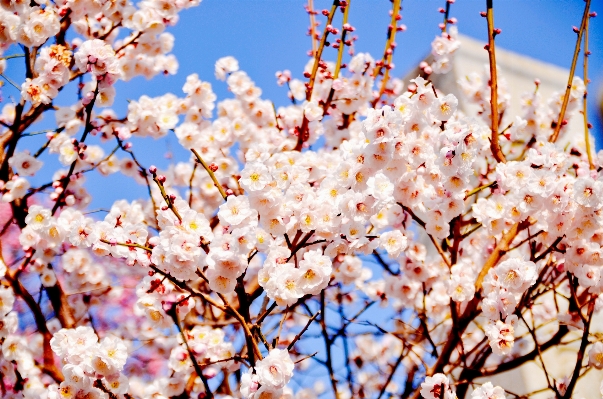 Landscape branch blossom winter Photo